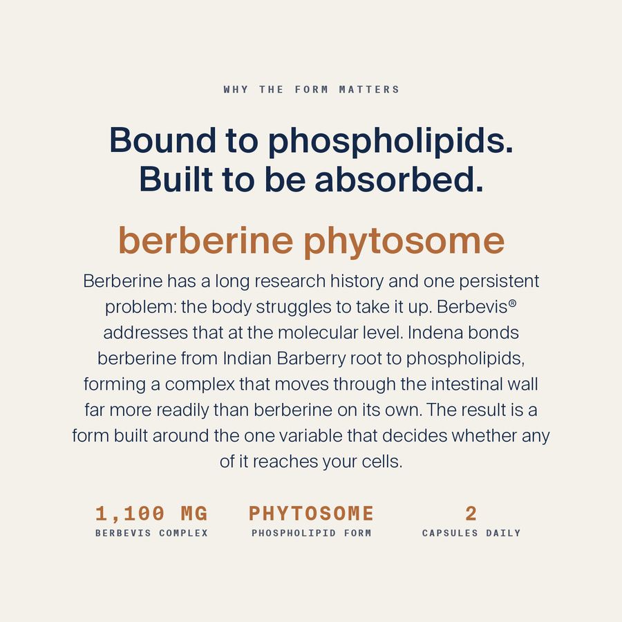 Berberine Phytosome — image 4